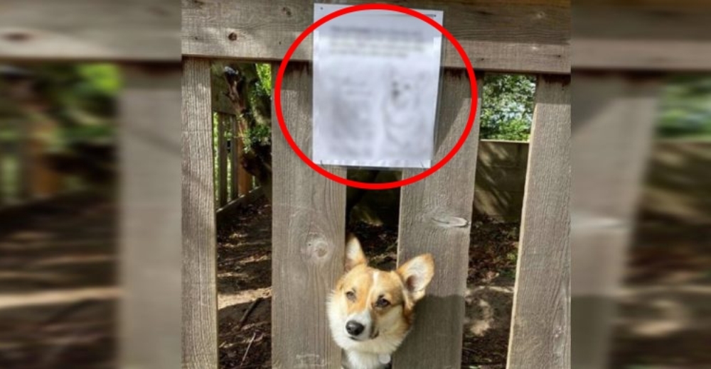 Pegan un cartel en la cerca de su casa para aliviar la tristeza de su perro encerrado