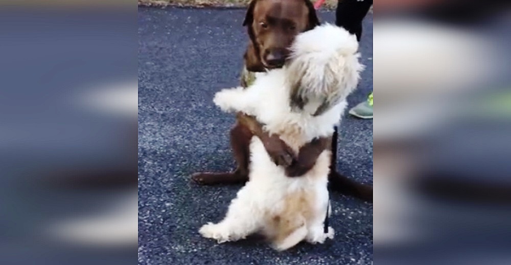 La reacción de 2 entrañables amigos al reencontrarse tras 3 meses separados por la cuarentena