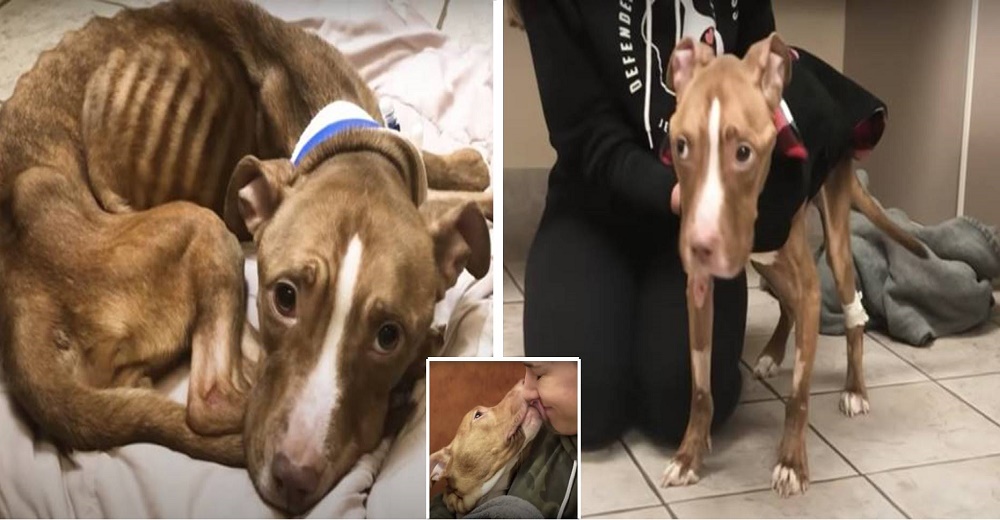 La transformación de la perrita que fue rescatada cuando estaba a punto de morir de hambre La transformación de la perrita que fue rescatada cuando estaba a punto de morir de hambre
