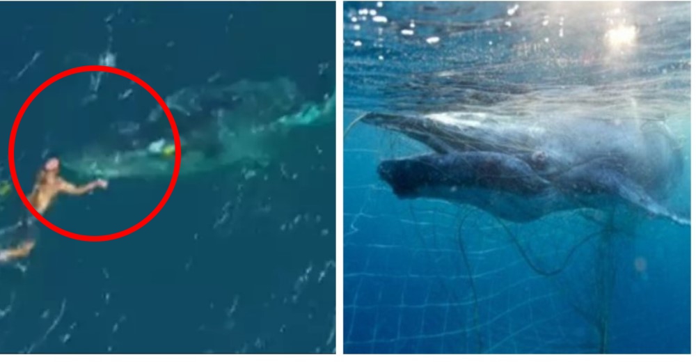 Piden ayuda para el hombre que fue multado por salvar a una ballena atrapada en una red Piden ayuda para el hombre que fue multado por salvar a una ballena atrapada en una red