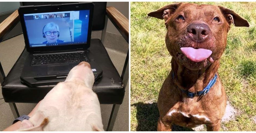 Sorprenden a estos empleados con los perros que se unieron a las llamadas de Zoom de la oficina