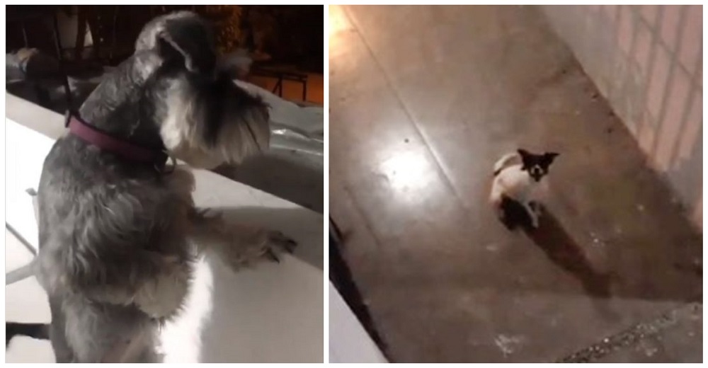 Historia de amor en la cuarentena: Una perrita conoce a su propio «Romeo» desde su balcón Historia de amor en la cuarentena: Una perrita conoce a su propio «Romeo» desde su balcón