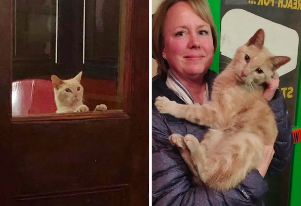 Una pareja sale a cenar y regresa a casa con el gato callejero más dulce en sus brazos