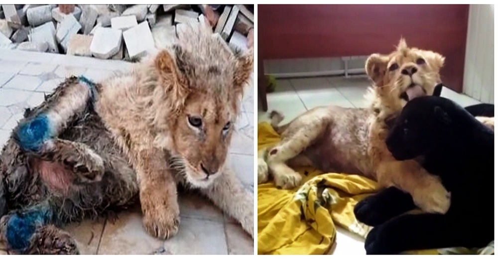 La emocionante recuperación de Simba, el cachorro al que le rompieron las patas por unas selfis