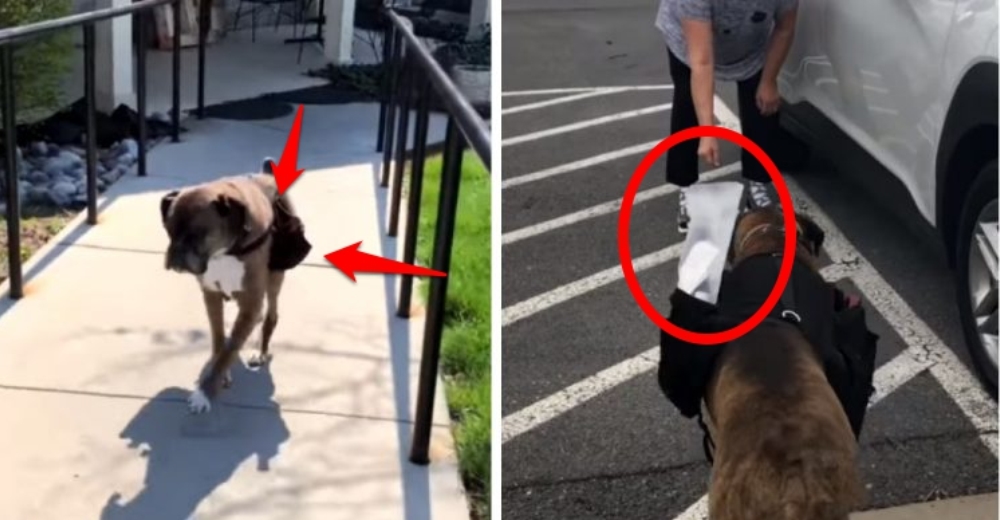 Usan a un perro de 11 años para entregar pedidos a domicilio durante el confinamiento Usan a un perro de 11 años para entregar pedidos a domicilio durante el confinamiento