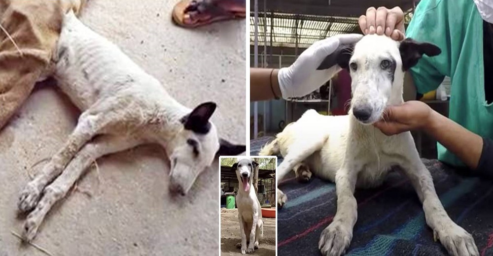 Este perro no para de sonreír tras ser rescatado cuando estaba en sus últimos minutos de vida Este perro no para de sonreír tras ser rescatado cuando estaba en sus últimos minutos de vida