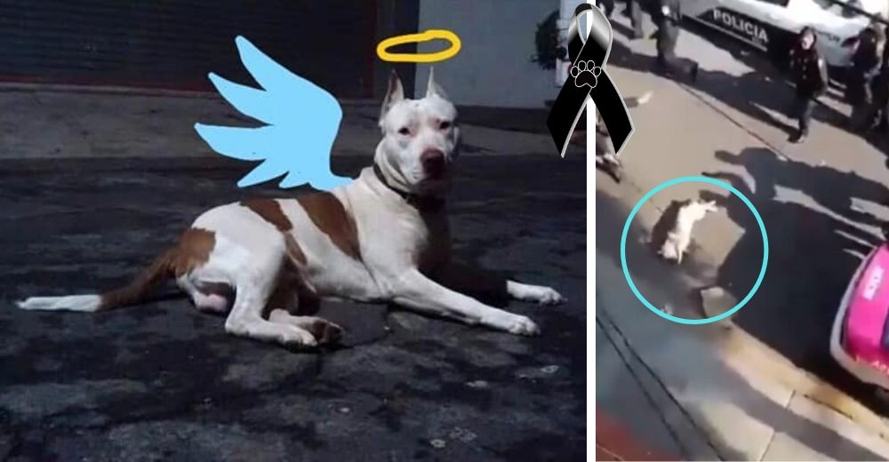 Heroico Pit Bull pierde injustamente la vida por proteger a su irresponsable dueño de la policía Heroico Pit Bull pierde injustamente la vida por proteger a su irresponsable dueño de la policía