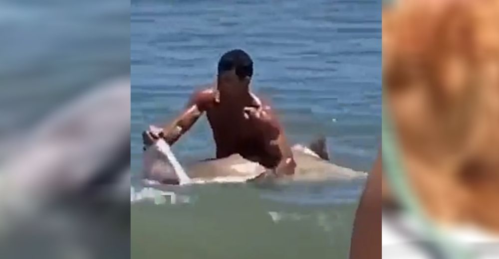 Un hombre libera a un tiburón de un anzuelo usando solo sus manos y sin ninguna protección