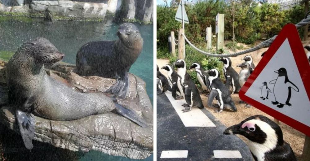 Cientos de animales iban a ser sacrificados tras el cierre de un zoo pero todo cambió