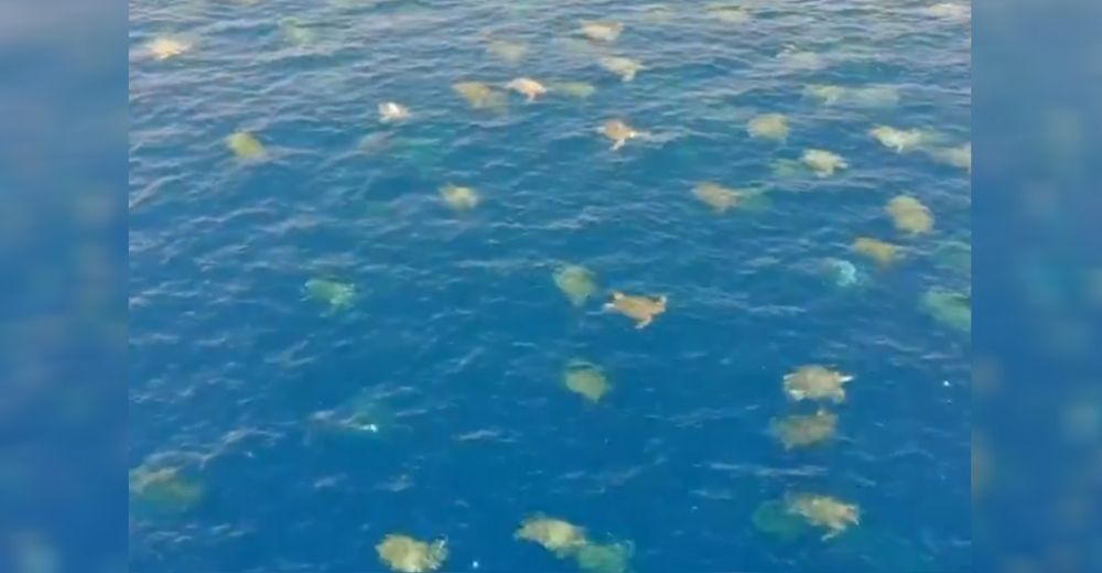 Graban la aparición de 64 mil tortugas en peligro de extinción en pleno confinamiento