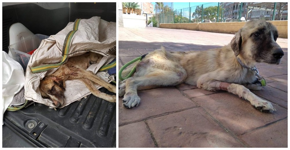 Escuchan sus débiles lamentos en el fondo de los escombros y lo rescatan en su último aliento Escuchan sus débiles lamentos en el fondo de los escombros y lo rescatan en su último aliento