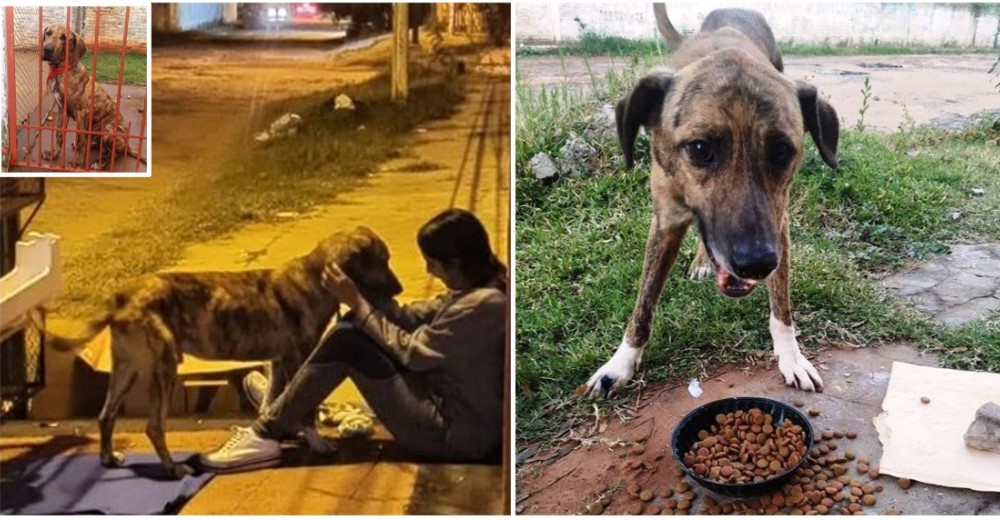 Pasaba frío y hambre en las calles tras ser abandonado por la pandemia hasta que alguien lo vio