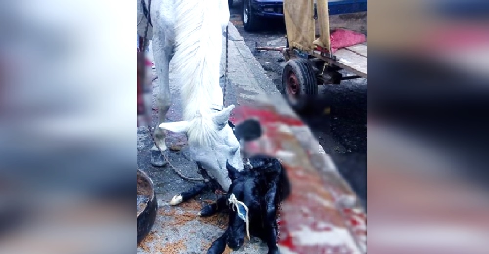 Una yegua en los huesos y forzada a trabajar se detiene en la calle para poder dar a luz