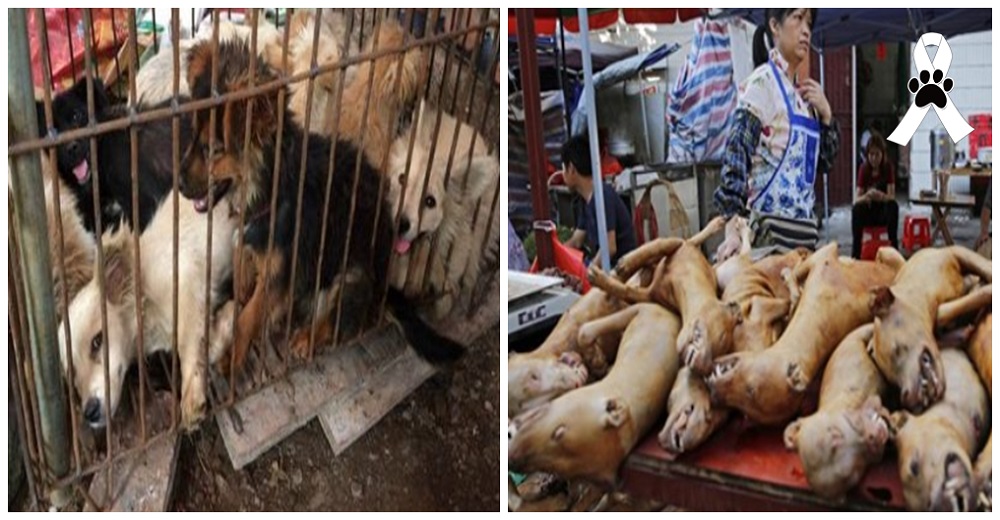 El festival de carne de perro de Yulin vuelve con fuerza pese a que ya son considerados mascotas