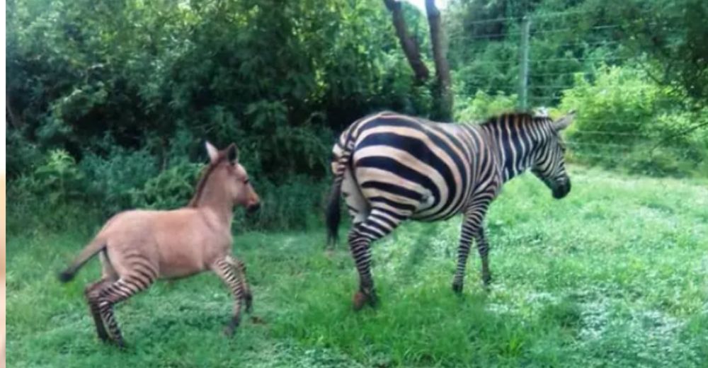 Extraño animalito híbrido causa conmoción hasta que descubren la «aventura de verano» de su mamá