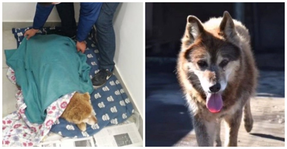 Pasa 15 años sin hogar y casi pierde la vida, pero alguien hizo que sus ojos volvieran a brillar Pasa 15 años sin hogar y casi pierde la vida, pero alguien hizo que sus ojos volvieran a brillar