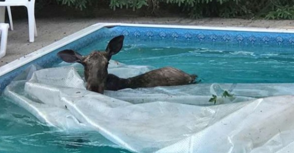 Descubre a un visitante inesperado en su piscina y se da cuenta que necesita ayuda urgente Descubre a un visitante inesperado en su piscina y se da cuenta que necesita ayuda urgente