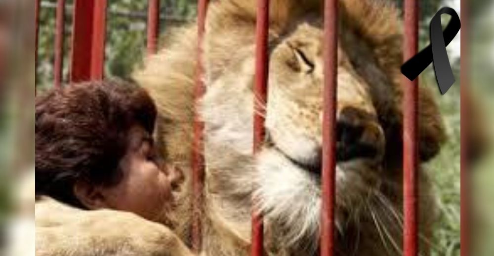La cuidadora de Júpiter, fallecido en un zoo, llora indignada tras recibir en bolsas sus cenizas La cuidadora de Júpiter, fallecido en un zoo, llora indignada tras recibir en bolsas sus cenizas
