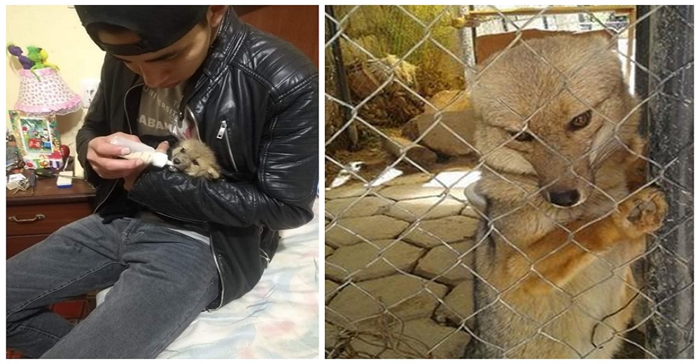 Indignación por el caso del zorrito Antonio arrebatado de su familia que lo crió como mascota