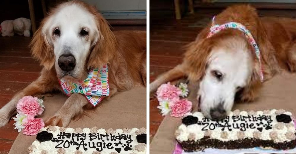 La perrita golden retriever más viejita de la historia celebró su 21° cumpleaños