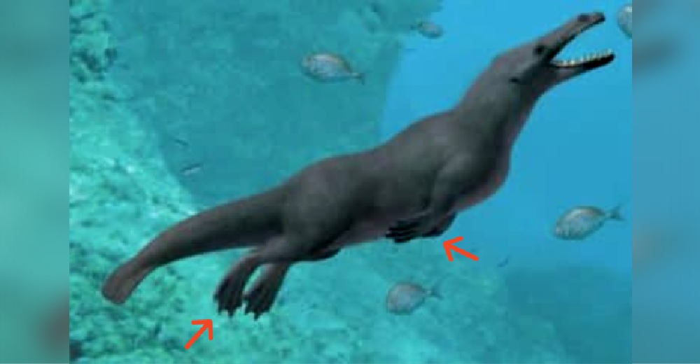 Causa conmoción el descubrimiento de rara ballena con 4 patas que vivió hace millones de años
