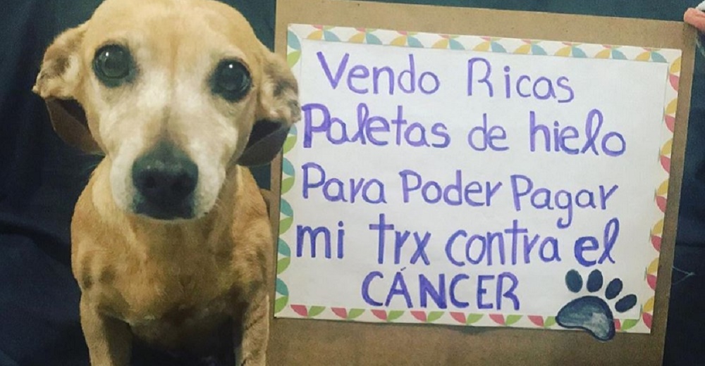 Perrita con cáncer se aferra a la vida, suplica que le compren helados para pagar su tratamiento