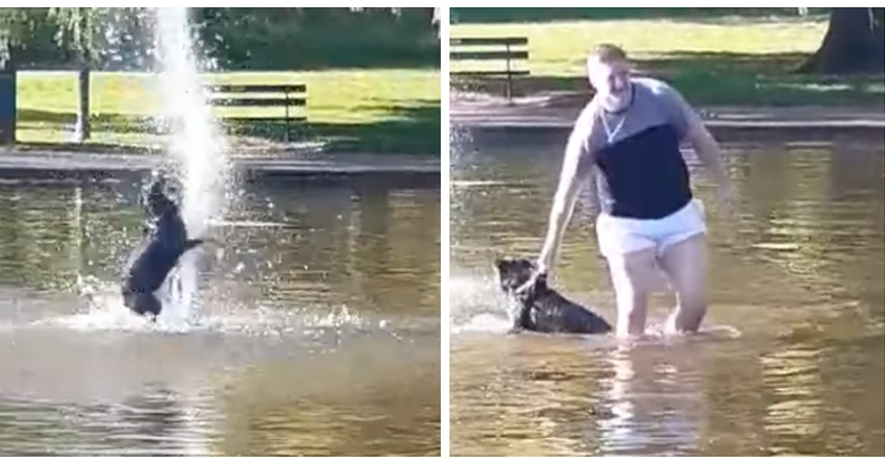 Se ve obligado a entrar al estanque para sacar a su perrita que no piensa dejar de jugar Se ve obligado a entrar al estanque para sacar a su perrita que no piensa dejar de jugar