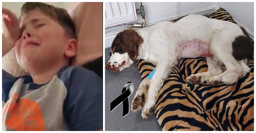 Las lágrimas de un niño de 5 años al recibir la noticia de la injusta muerte de su perro Las lágrimas de un niño de 5 años al recibir la noticia de la injusta muerte de su perro