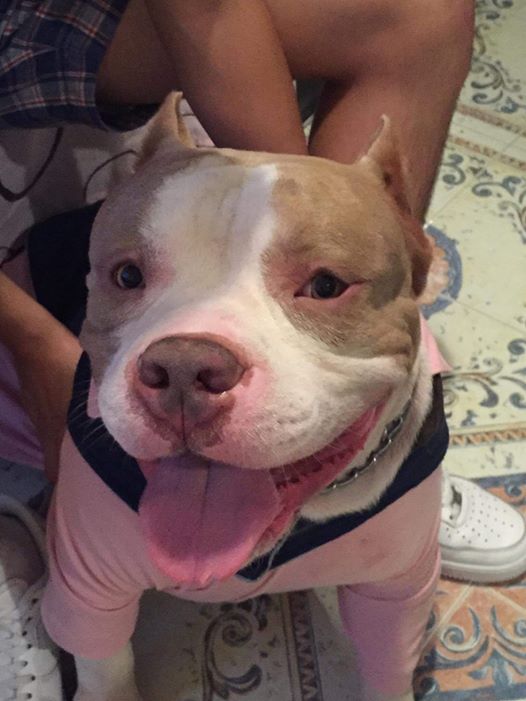 Como Hacer Que Un Pitbull Suelte A Otro Perro