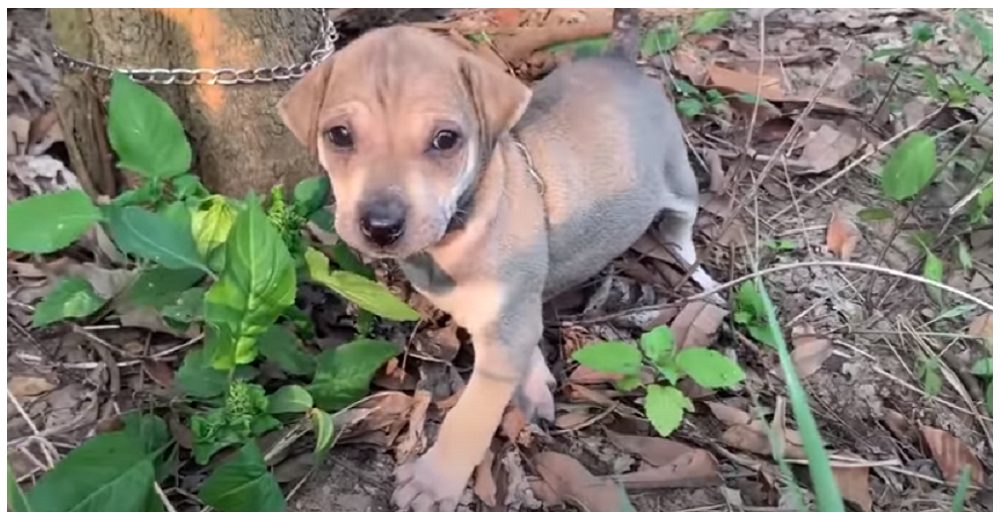 Salva a un cachorro de semanas atado a un árbol con las peores intenciones que suplicaba ayuda