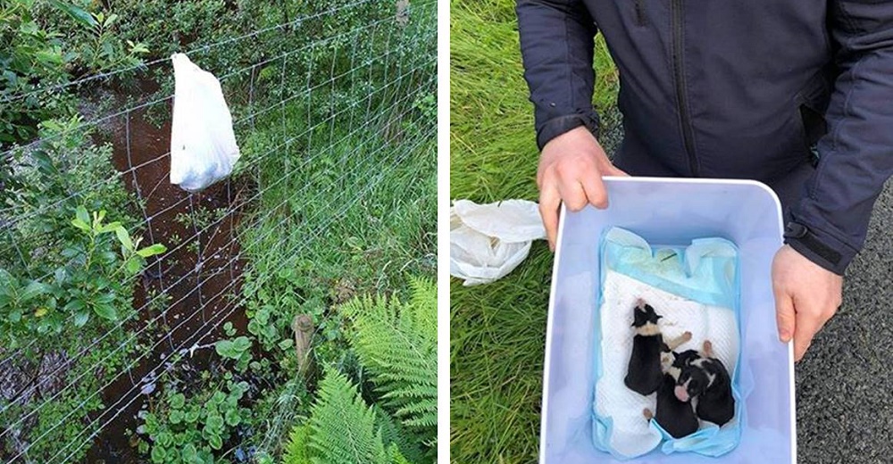 Rescatan a 3 animalitos abandonados en una bolsa que colgaba en una cerca de púas Rescatan a 3 animalitos abandonados en una bolsa que colgaba en una cerca de púas