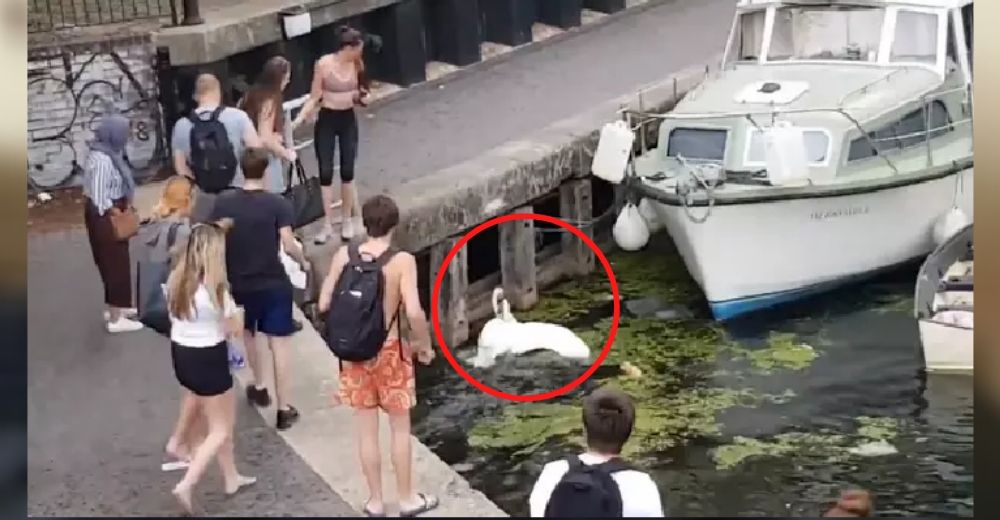 Atacan a un par de cisnes y empujan a quien los defendía a las aguas de un canal