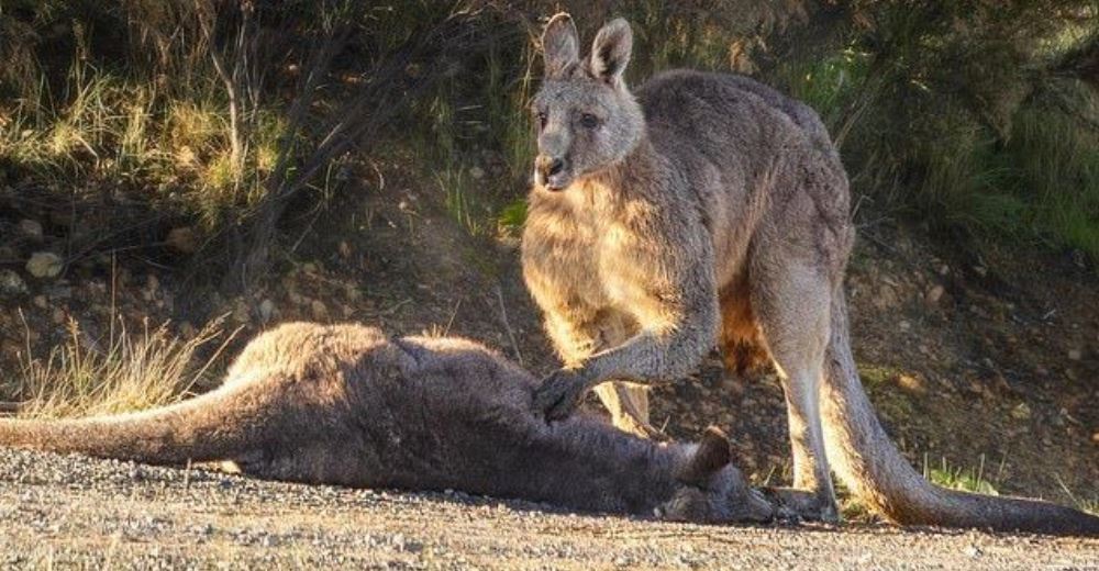 Un canguro acaricia el cuerpo de su compañera fallecida por la imprudencia de un ser humano