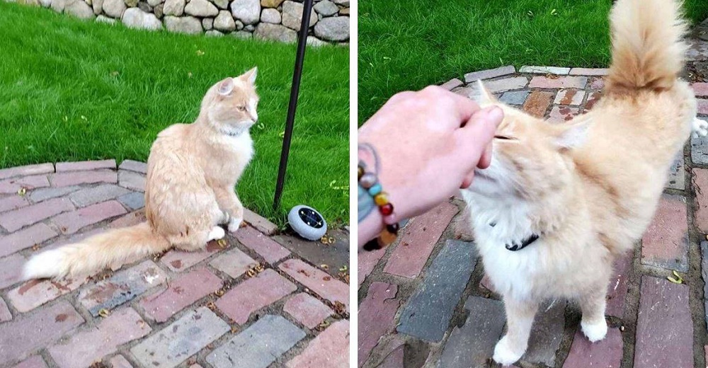 Gato de exterior finalmente acepta a la familia que se mudó a «su» casa