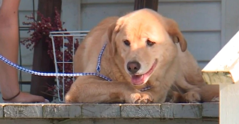 La misteriosa historia de Cleo, la perrita que apareció en su antiguo hogar tras recorrer 80 km La misteriosa historia de Cleo, la perrita que apareció en su antiguo hogar tras recorrer 80 km