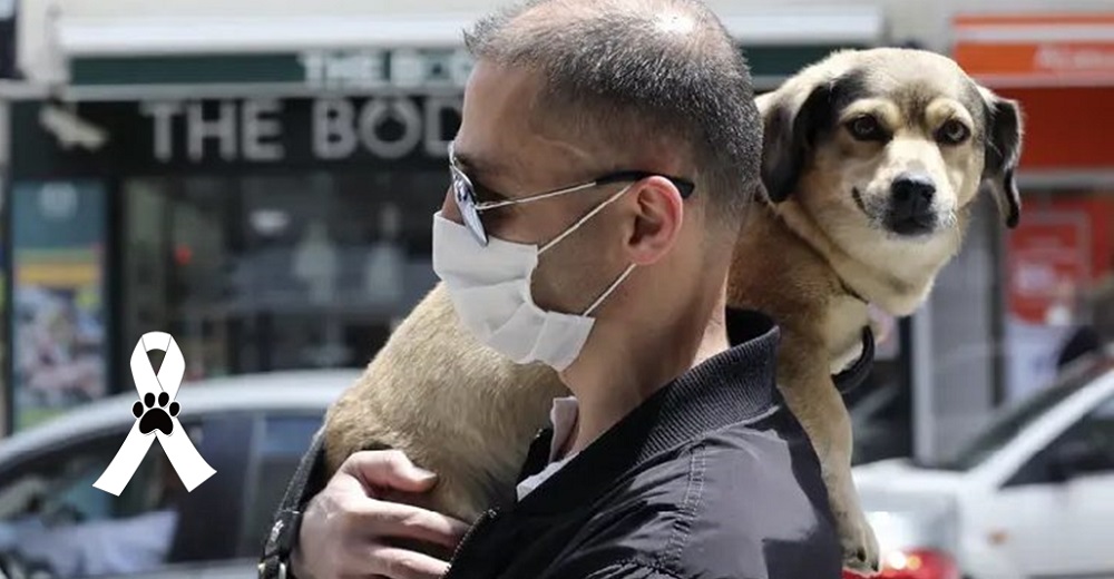 Muere un perro de 6 años por una grave complicación neurológica después de dar positivo a Covid Muere un perro de 6 años por una grave complicación neurológica después de dar positivo a Covid