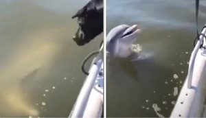 Un delfín se acerca a un bote en movimiento para hacerse amigo de dos perritos