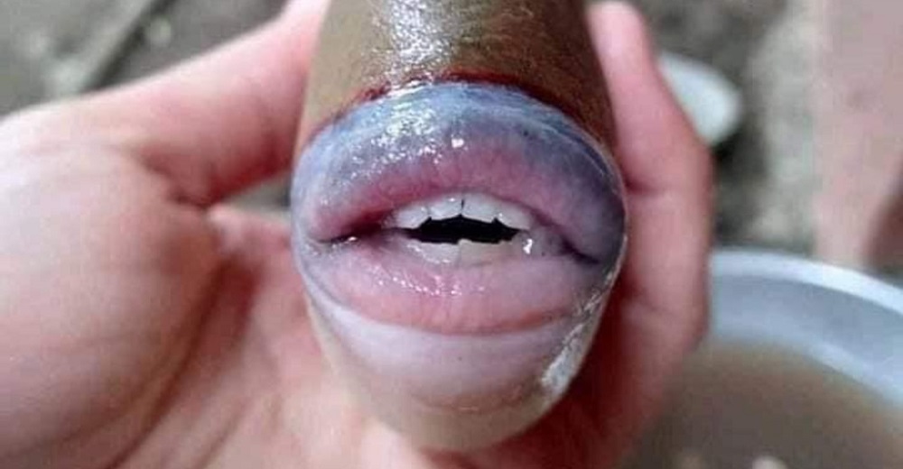 Las imágenes de un extraño pez con labios y dientes humanos causan conmoción, y no es un montaje