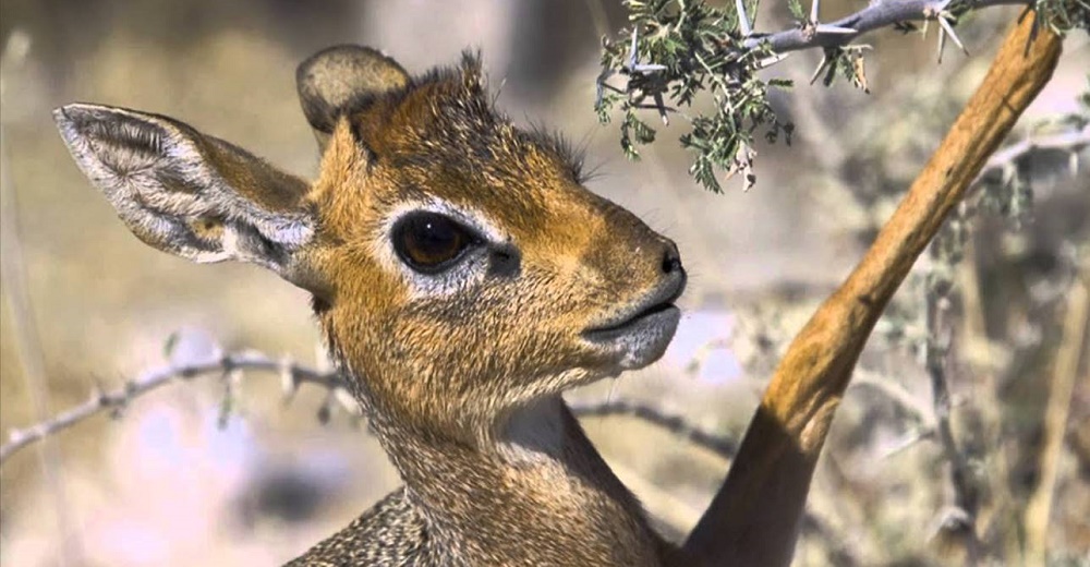 Exóticos animalitos conmueven al mundo tras ser vistos acudiendo a sus lágrimas para salvarse