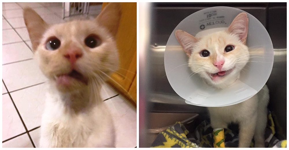 Gatita logra convertir una grave fractura de mandíbula en la sonrisa más tierna para siempre Gatita logra convertir una grave fractura de mandíbula en la sonrisa más tierna para siempre