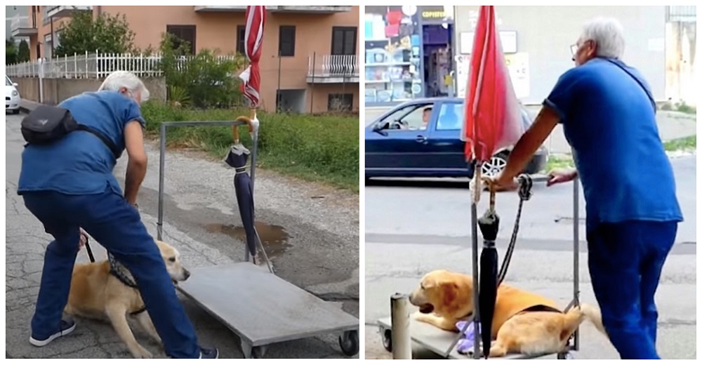 Graban el ritual de este hombre mayor paseando a su perro anciano en el carrito que le construyó Graban el ritual de este hombre mayor paseando a su perro anciano en el carrito que le construyó