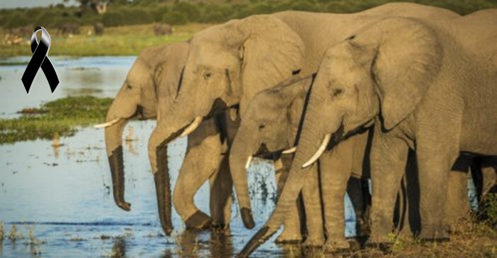 La muerte de más de 150 elefantes en circunstancias extrañas causa conmoción