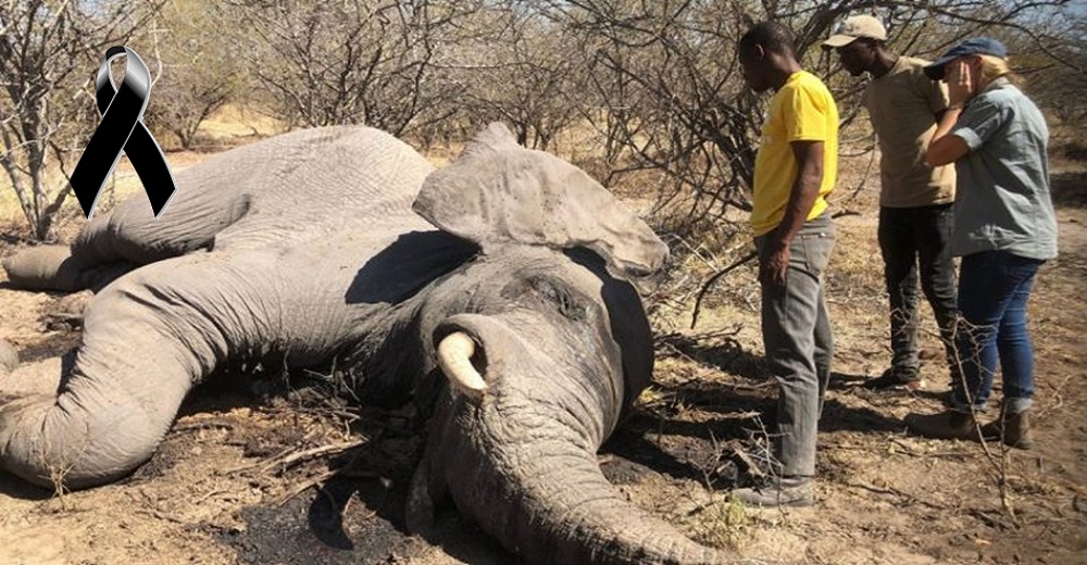«Algunos caminan en círculos» – Lo poco que se sabe sobre la misteriosa muerte de 350 elefantes