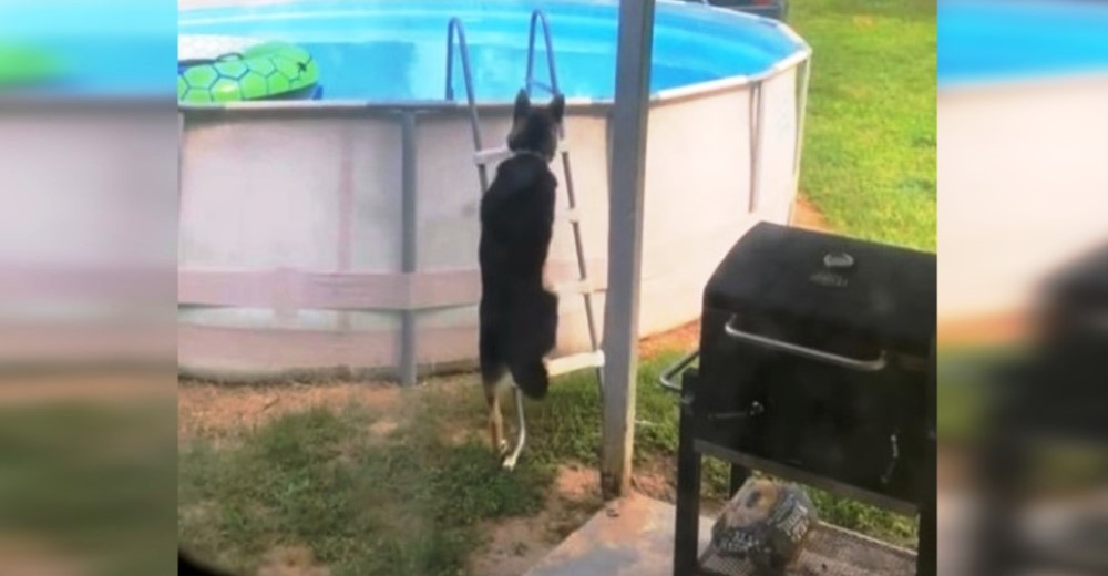 Se quedan desconcertados cuando ven a su perro meterse a la piscina para disfrutar a escondidas