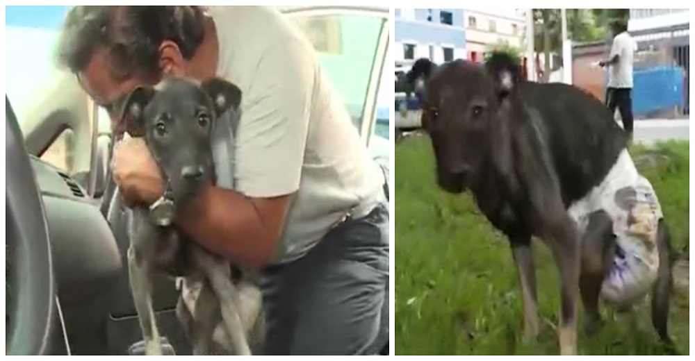 Taxista rescata a un perrito atropellado que quedó paraplégico y lo convierte en su copiloto Taxista rescata a un perrito atropellado que quedó paraplégico y lo convierte en su copiloto