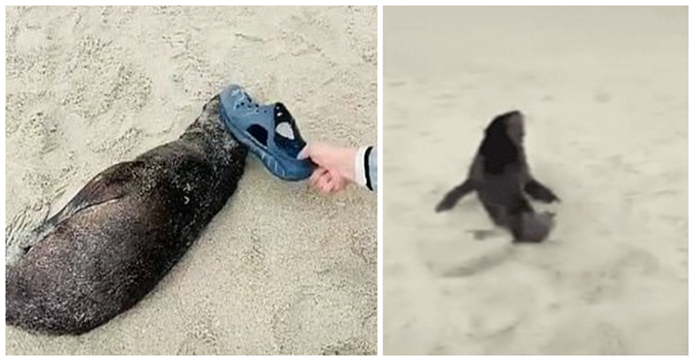 Se graba perturbando el sueño de un león marino bebé con un zapato para hacerse viral Se graba perturbando el sueño de un león marino bebé con un zapato para hacerse viral