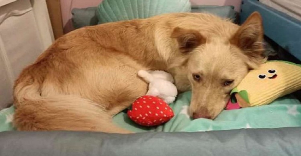 Desolado perrito porque su juguete favorito estaba descatalogado es recompensado por la tienda Desolado perrito porque su juguete favorito estaba descatalogado es recompensado por la tienda
