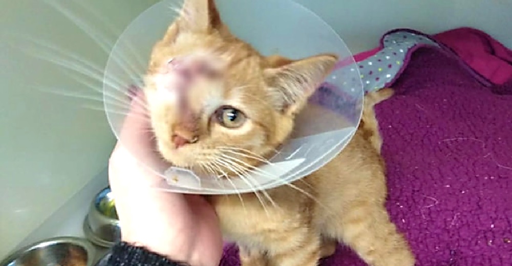 Un depredador acabó con casi toda la camada pero este pequeño se aferraba a la vida Un depredador acabó con casi toda la camada pero este pequeño se aferraba a la vida