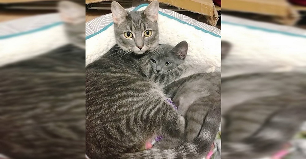 Gatito con parálisis en las patas traseras encuentra una mejor amiga en quien escabullirse