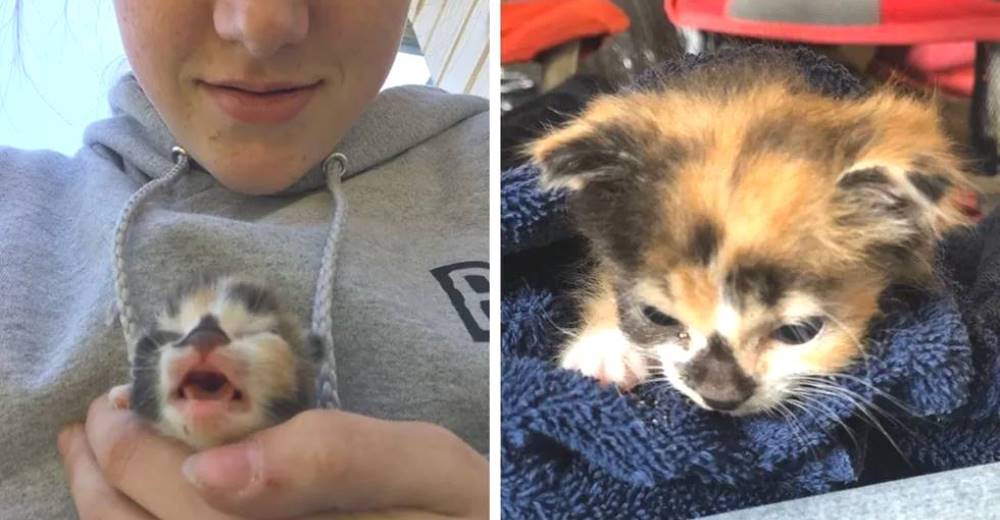 Salvan la vida de un diminuto gato desnutrido y su transformación cautiva muchos corazones Salvan la vida de un diminuto gato desnutrido y su transformación cautiva muchos corazones